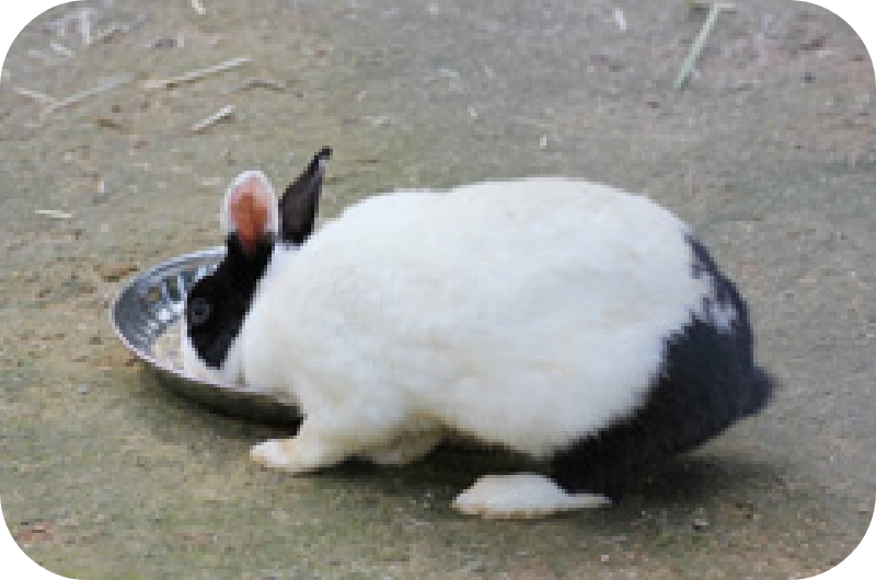 餌を食べるウサギの画像