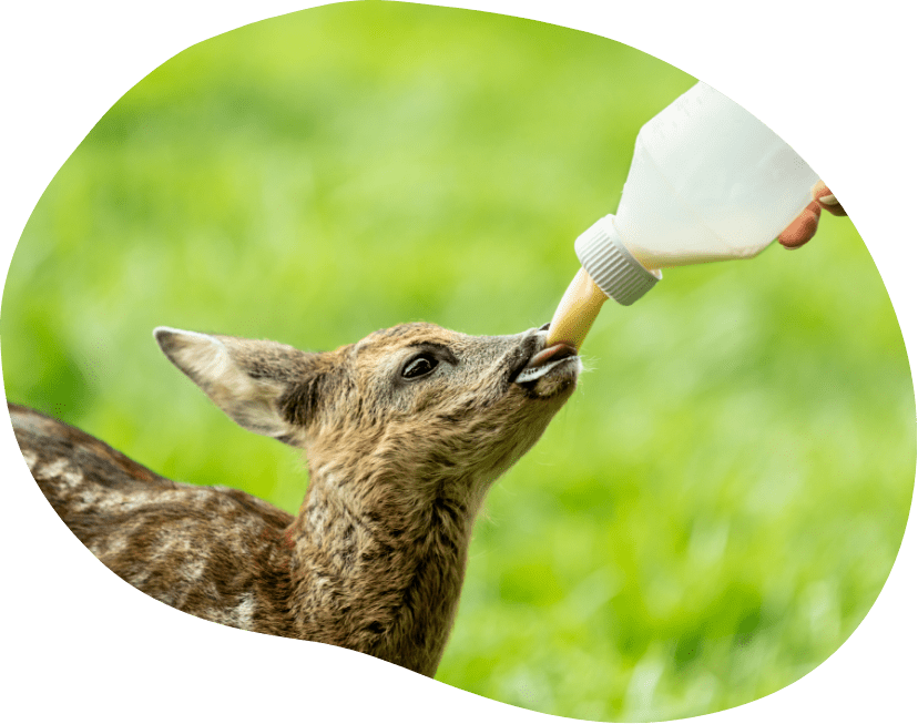 小鹿にミルクを飲ませている写真