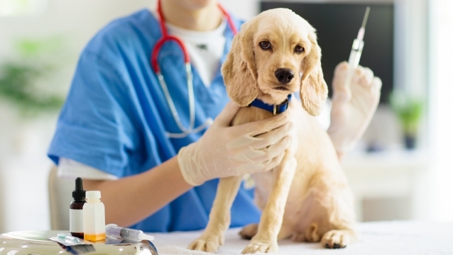 獣医師に抱えられる犬の画像